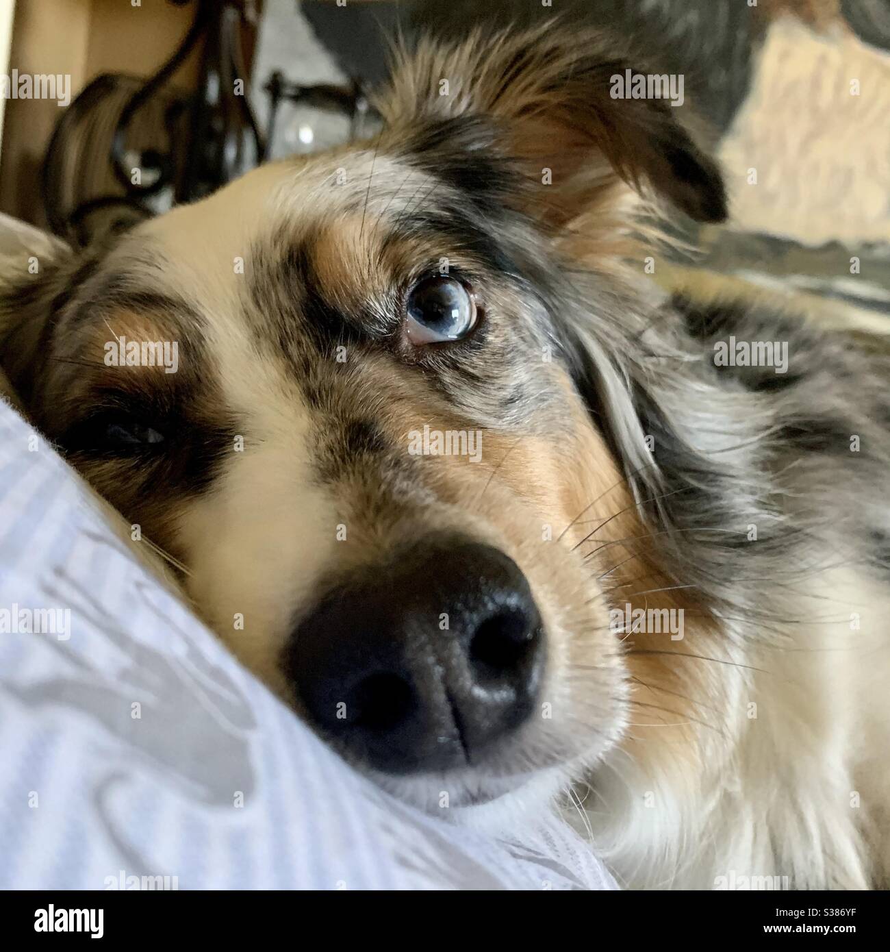 Aussie dagli occhi blu - Immagine stock catturata con smartphone