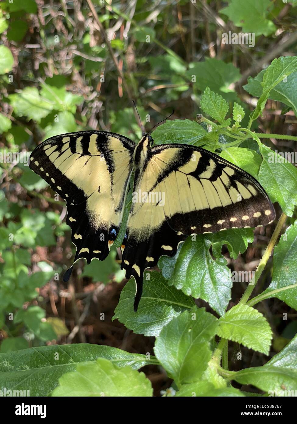 Farfalla gialla gigante a coda di rondine - Immagine stock catturata con smartphone
