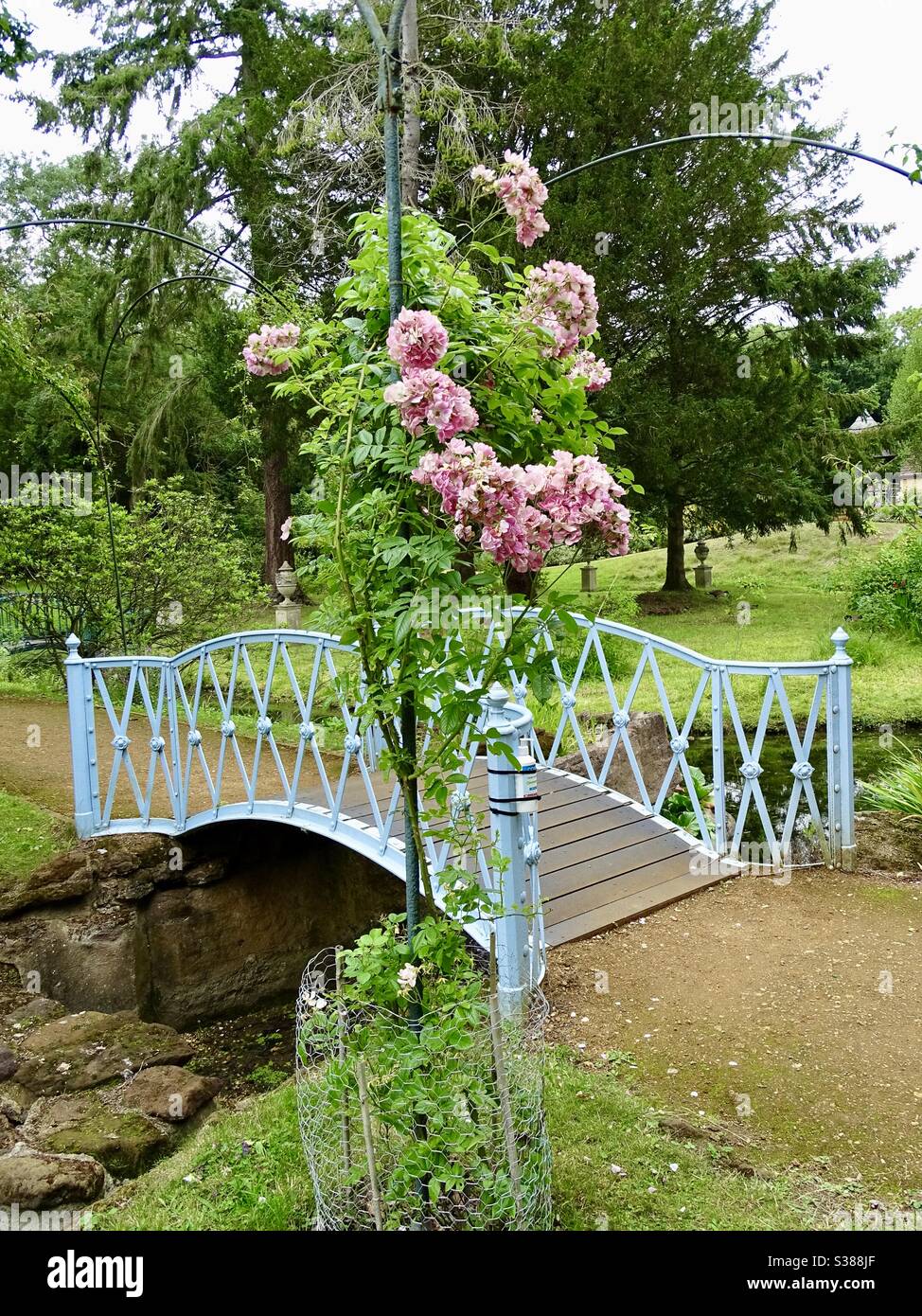 Rosa rose selvatiche da un ponte su un fiume in un parco in Inghilterra Foto Stock