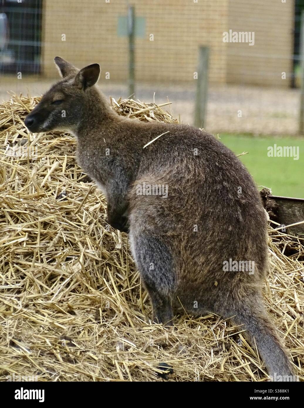 Wallaby seduto in paglia in un parco in Inghilterra Foto Stock