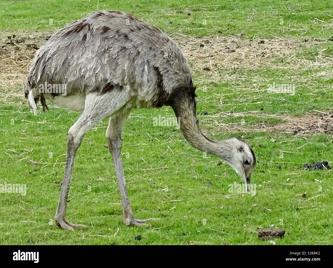 Emu pascolo in un parco in Inghilterra Foto Stock