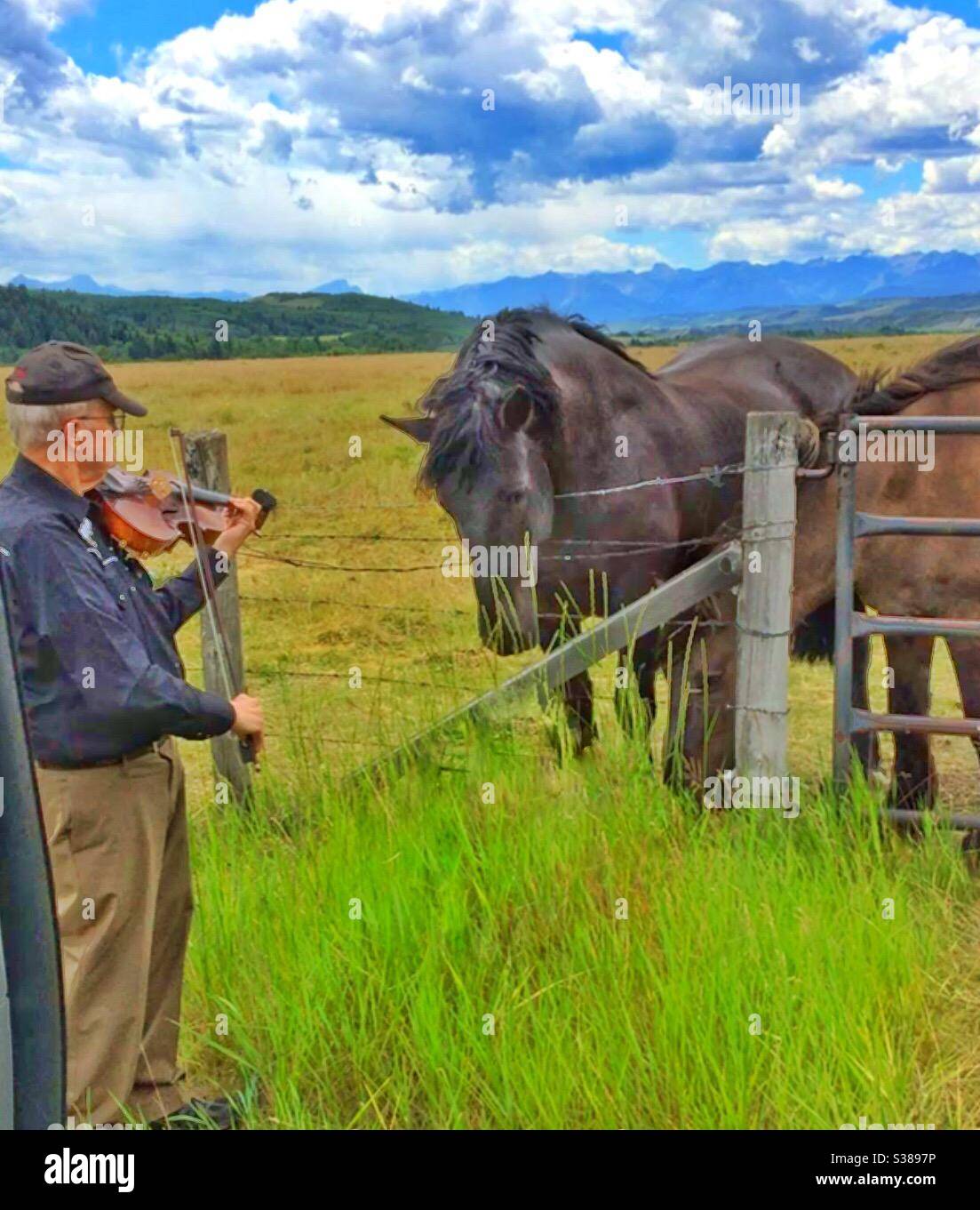 Due cavalli Percheron e un fiddler, pascolo, pedemontane, Canadian Rockies, musica, brani, pascolo, foraging, amichevole, amici Foto Stock