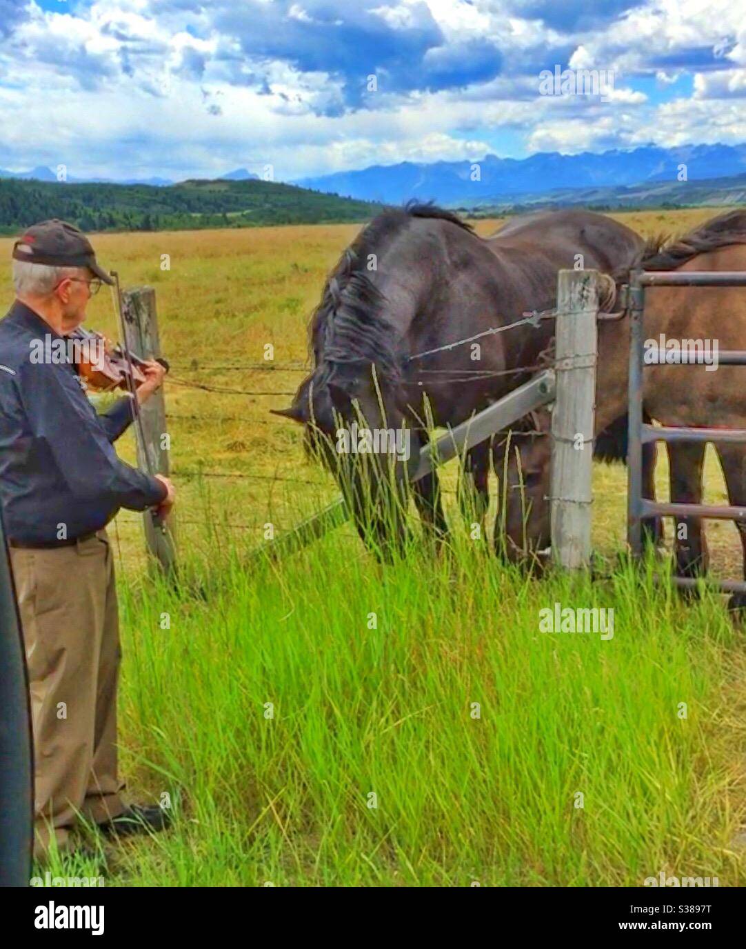 Due cavalli Percheron e un fiddler, pascolo, pedemontane, Canadian Rockies, musica, brani, pascolo, foraging, amichevole, amici Foto Stock
