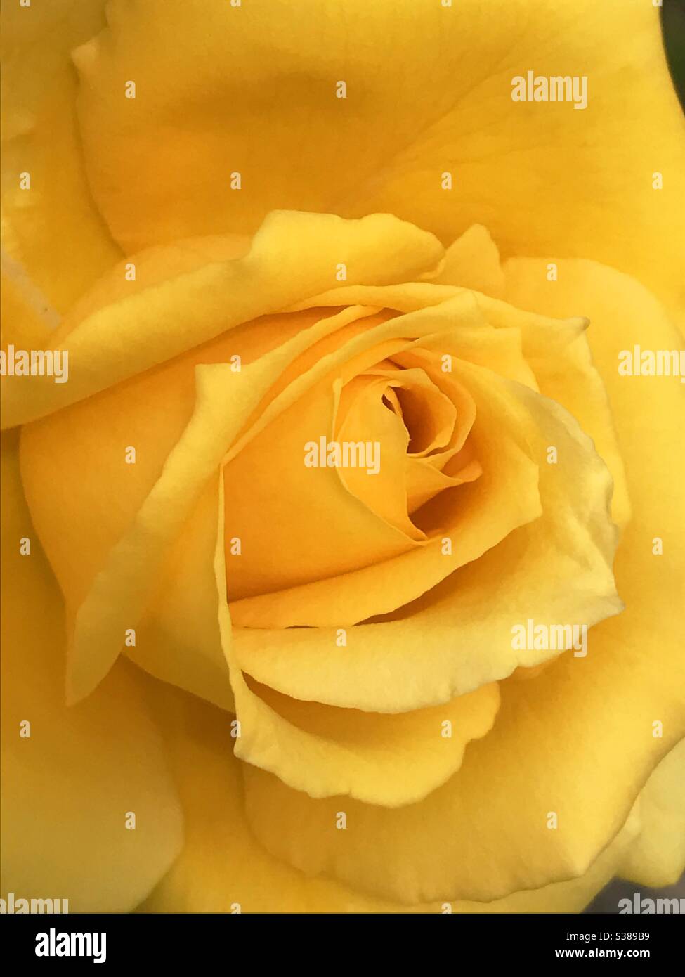 Rosa gialla. Chiudere la vista. Foto Stock