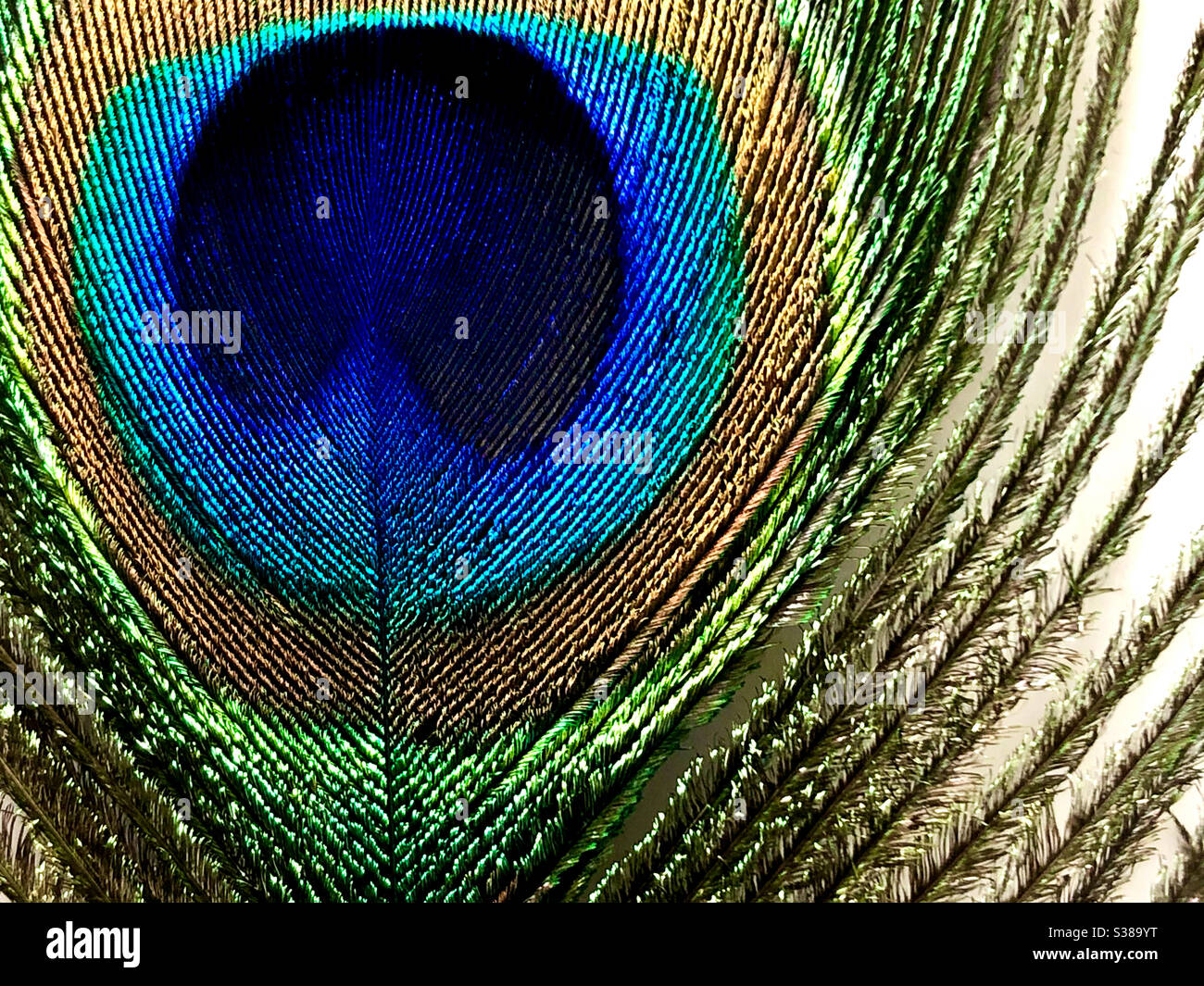 Primo piano di una singola piuma di pavone su sfondo bianco Foto Stock