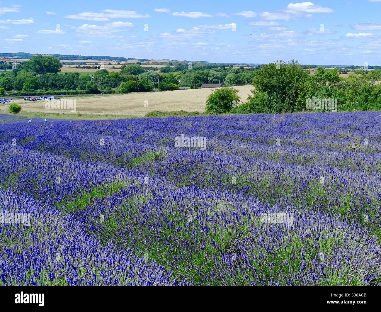 Bellissimi campi di fiori viola lavanda in Inghilterra Foto Stock
