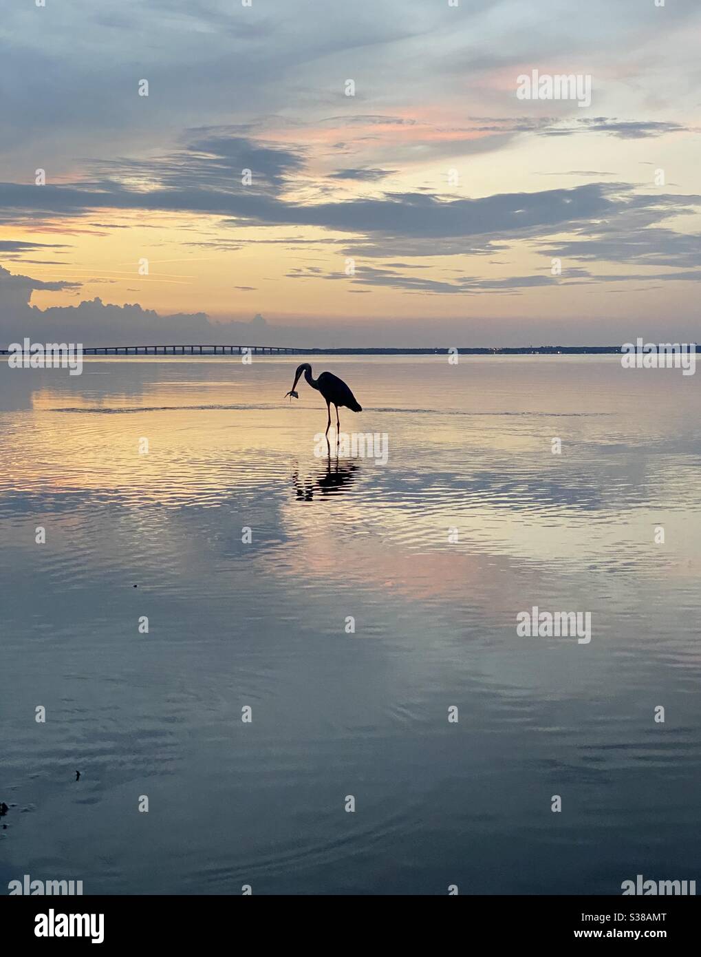 Silhouette di un grande airone blu con un pesce in bocca al tramonto sulla baia Florida Foto Stock