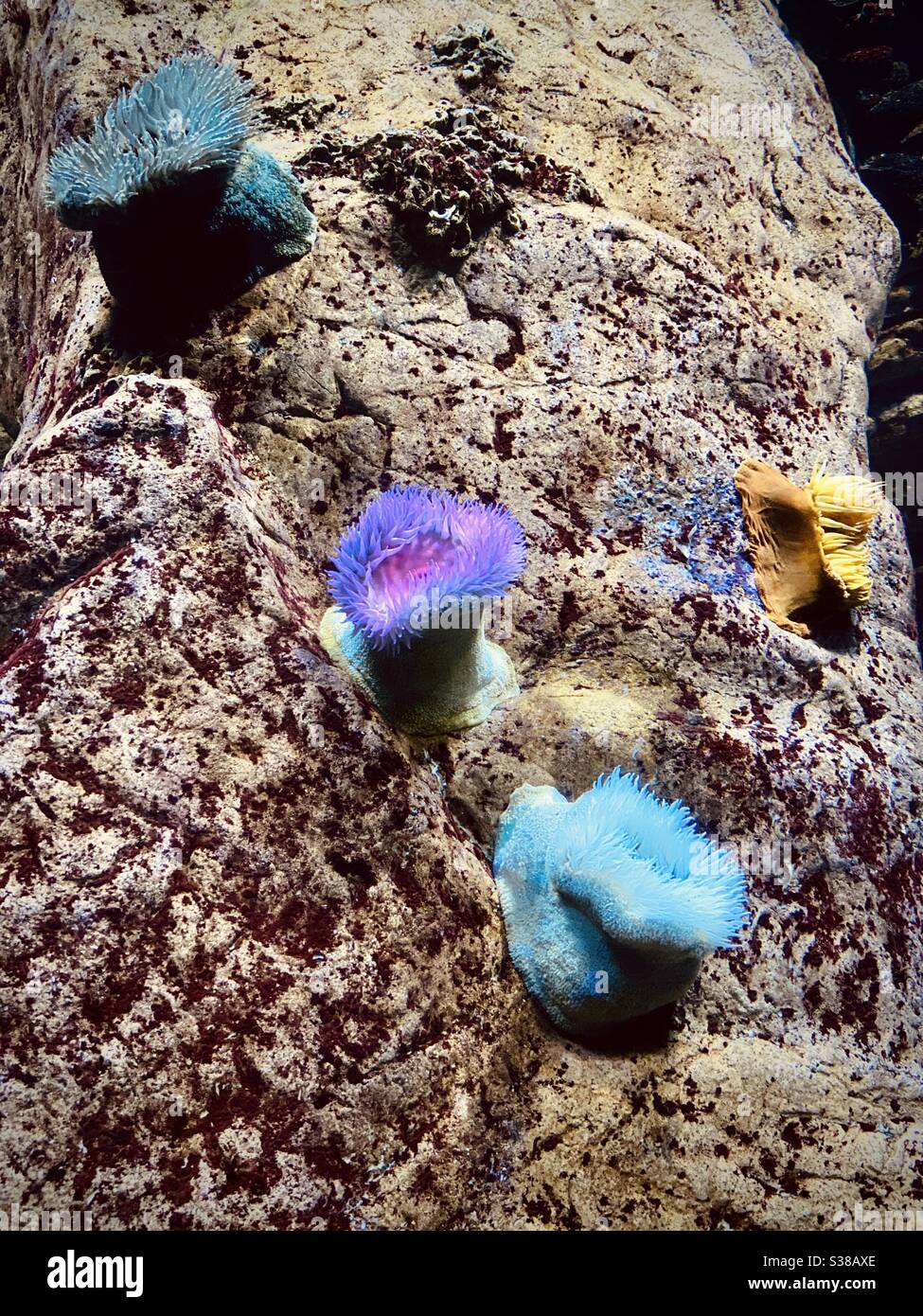 Vita marina su rocce Foto Stock