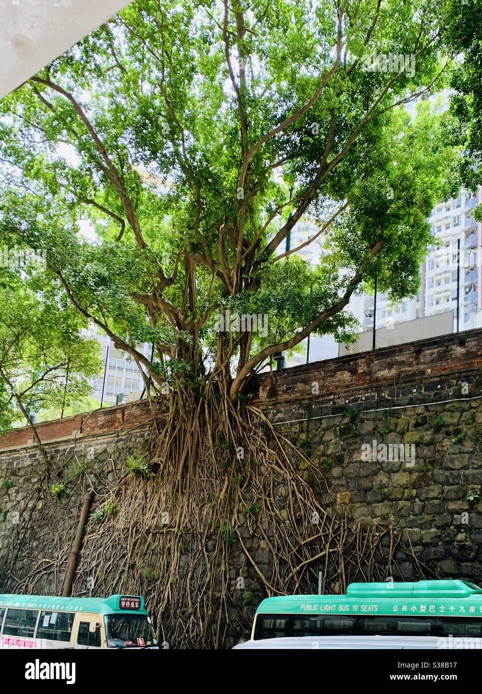 Le radici di un albero baniano su un muro. - Immagine stock catturata con smartphone