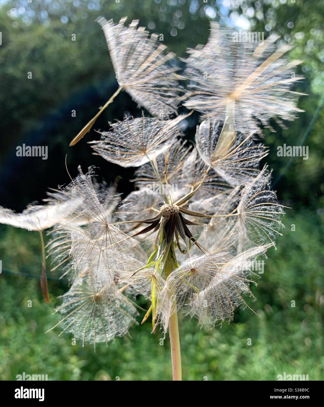 Una testa di semina Goatweed con i semi che vengono soffiati via nel vento. Foto Stock