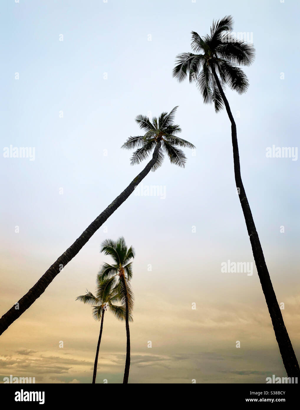 Palme da cocco silhouette contro il cielo all'alba Foto Stock