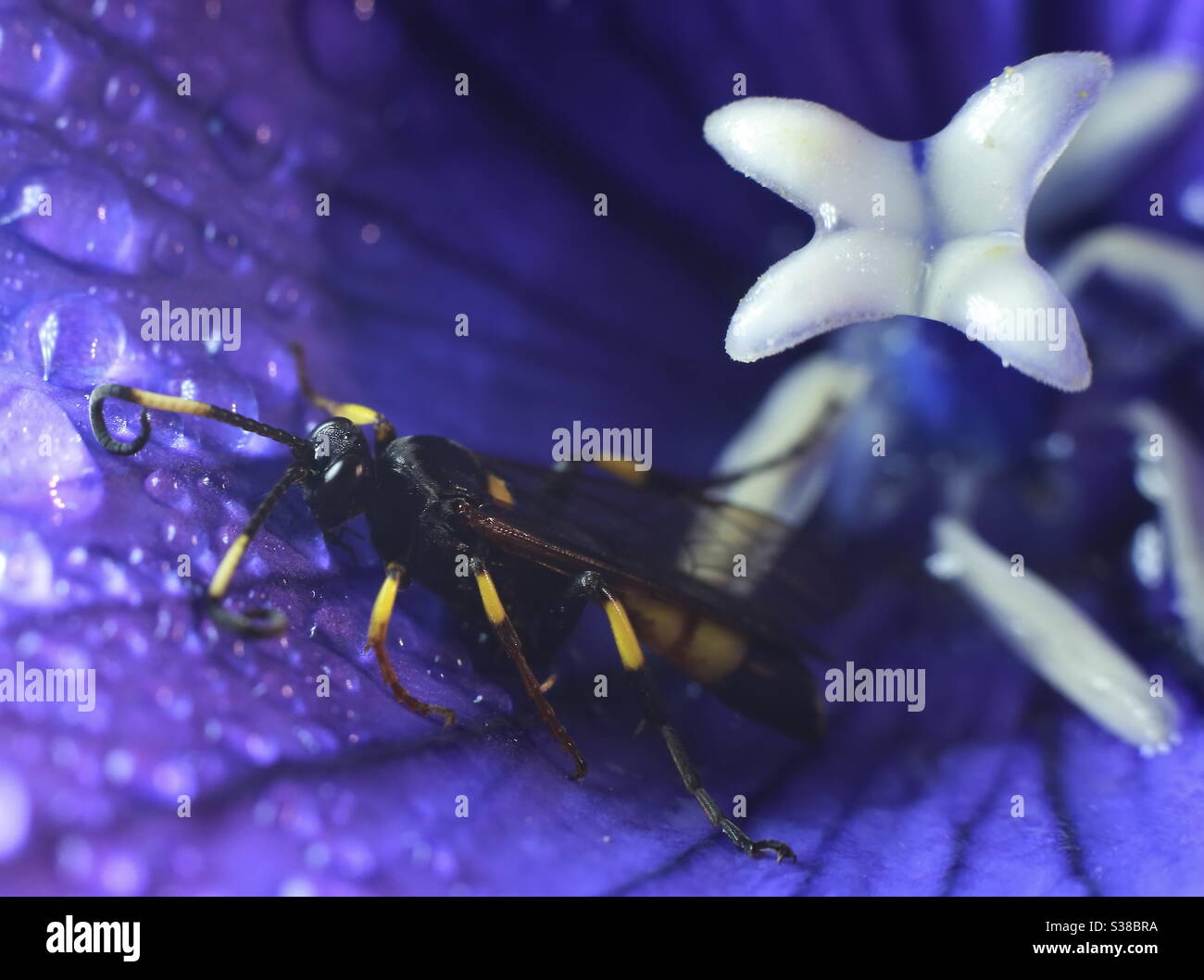 Macro fotografia - Beetle Wasp Foto Stock