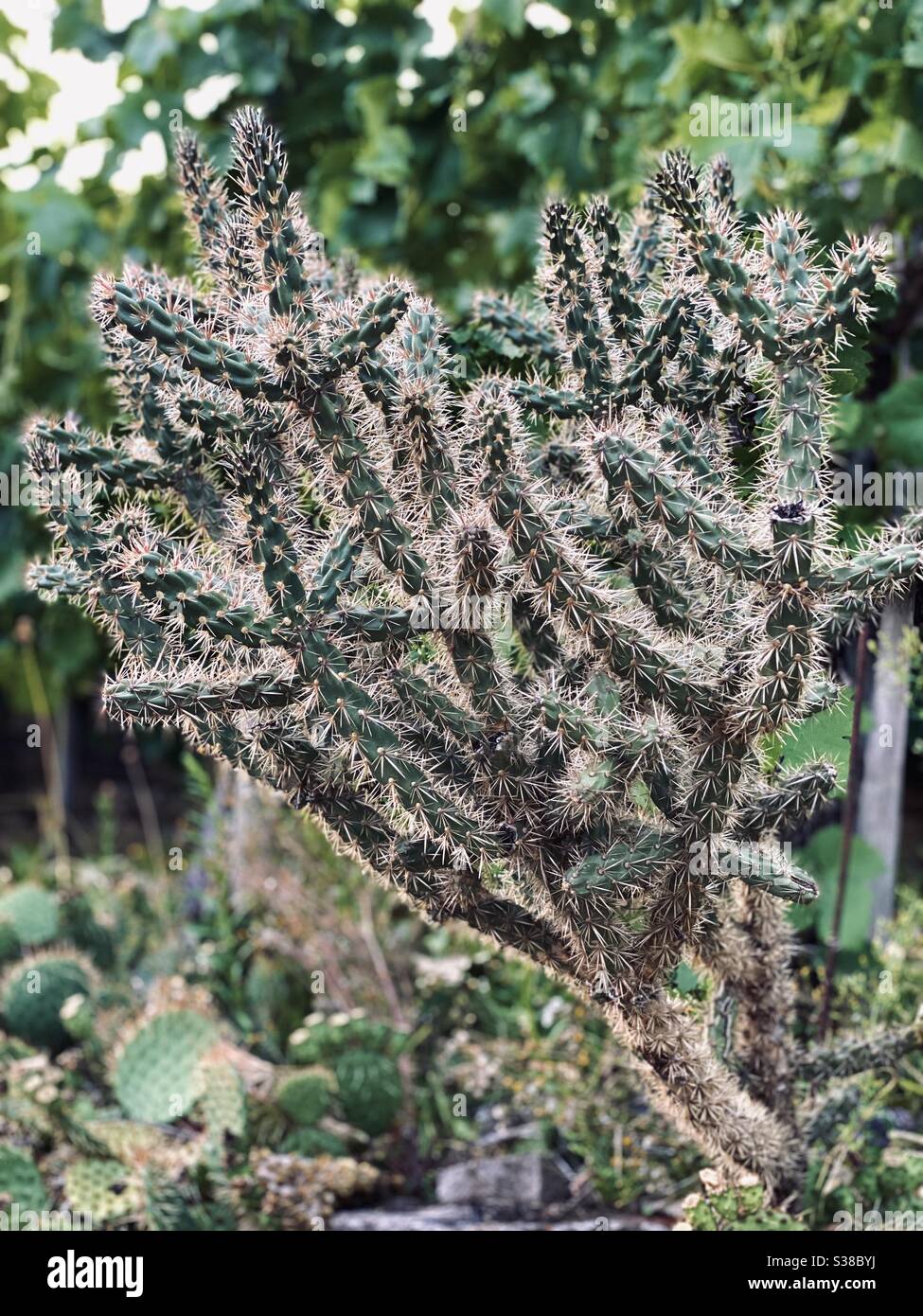 Una bella pianta di cactus a bordo strada - Immagine stock catturata con smartphone