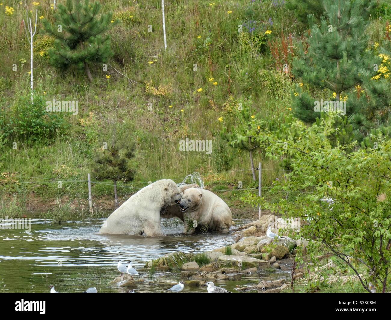 Gli orsi polari combattimenti Foto Stock