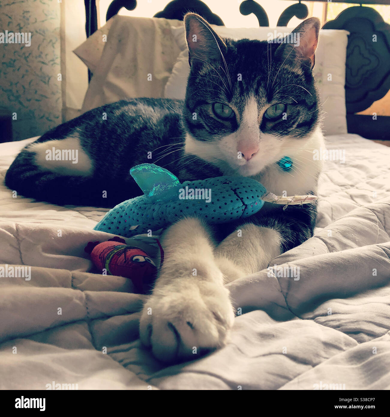 Vince il gatto con la maggior parte dei giocattoli Foto Stock