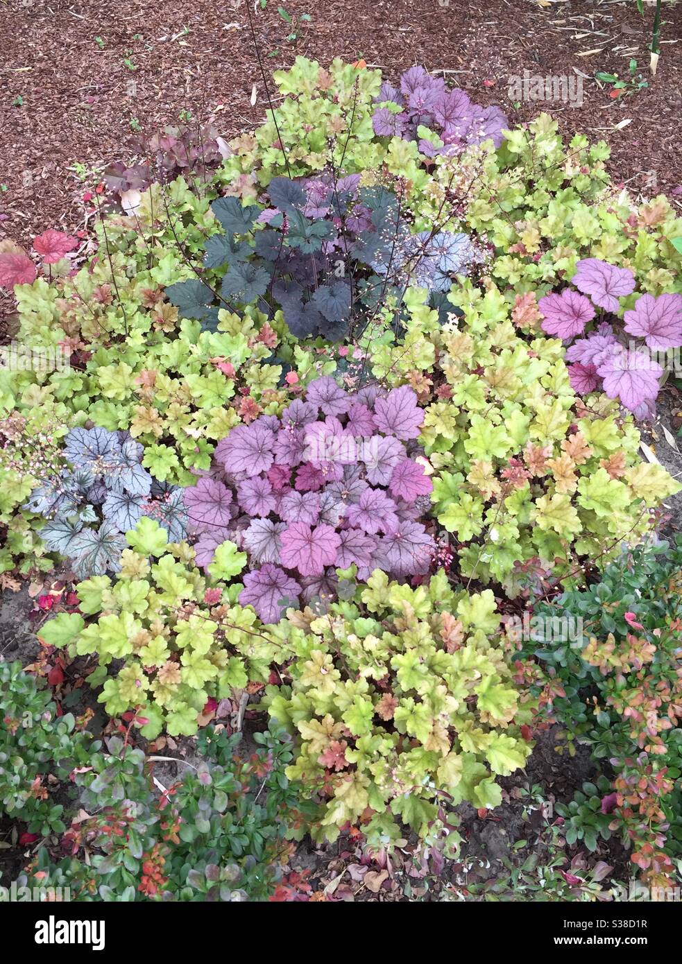 Letto misto di Coral Bells (Heuchera) in verde, viola e argento. Fogliame variabile Foto Stock