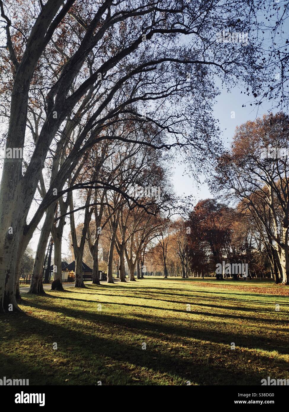 Luci e ombre nel parco Foto Stock