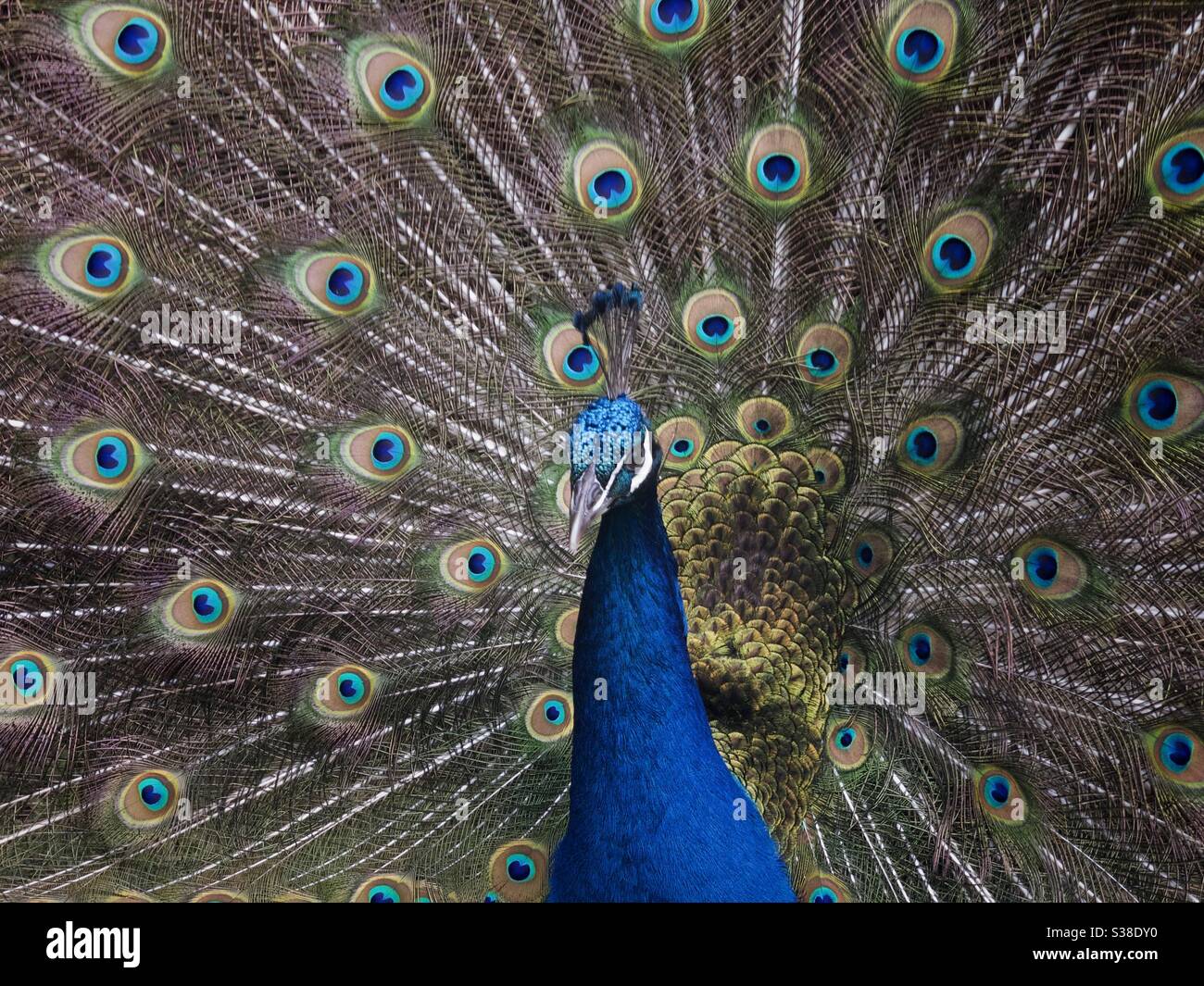 Display in piuma di coda con pavone maschio Foto Stock