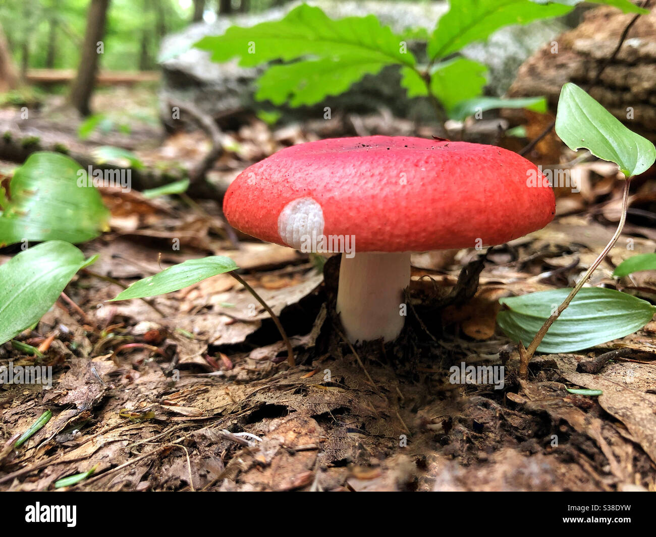 Fungo rosso con macchia bianca in una foresta di boschi in estate - Immagine stock catturata con smartphone