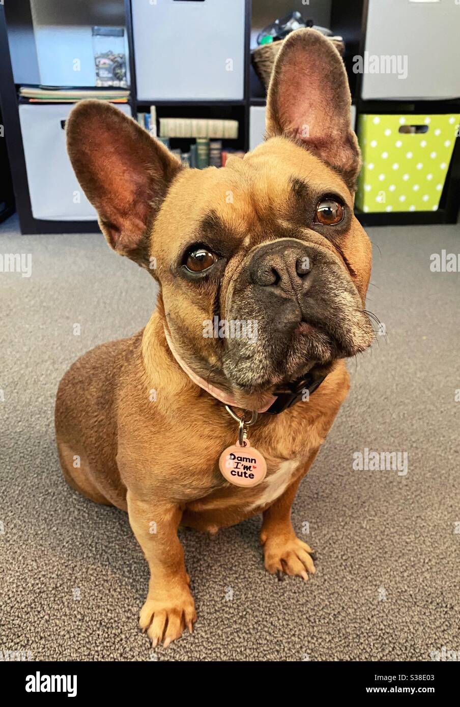 Un bulldog francese con un tag sassy. Foto Stock