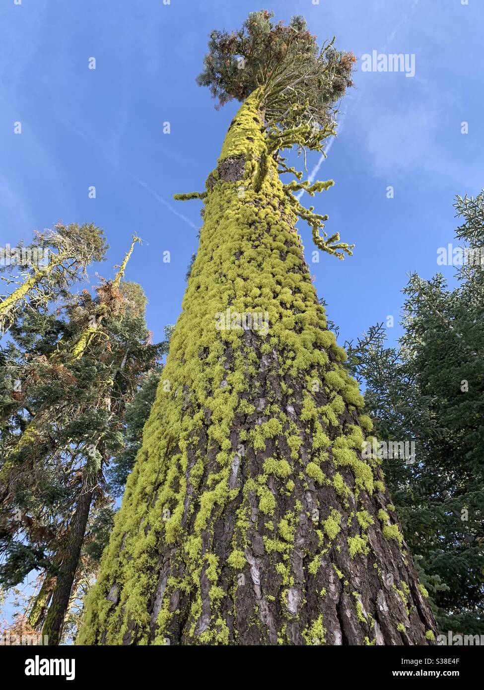 albero coperto di muschio nel parco nazionale di yosemite Foto Stock