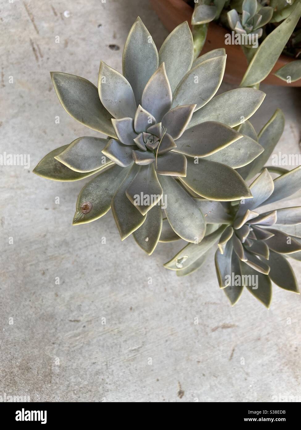 Bella pianta fantasma succulenta su un semplice sfondo di cemento. Foto Stock
