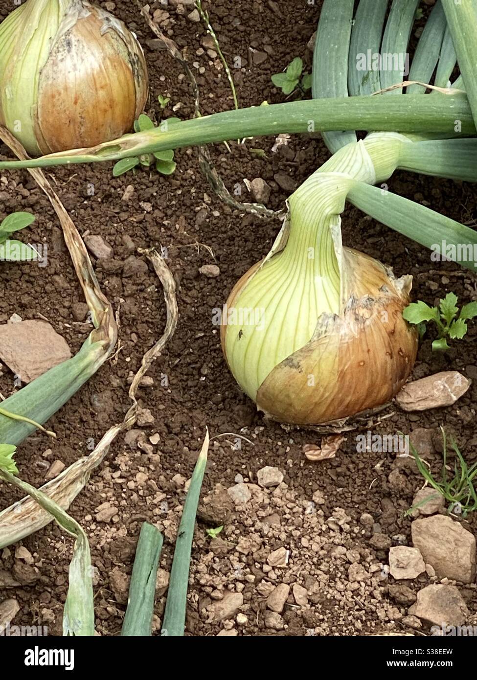 Cipolle che crescono luglio Devon - Immagine stock catturata con smartphone