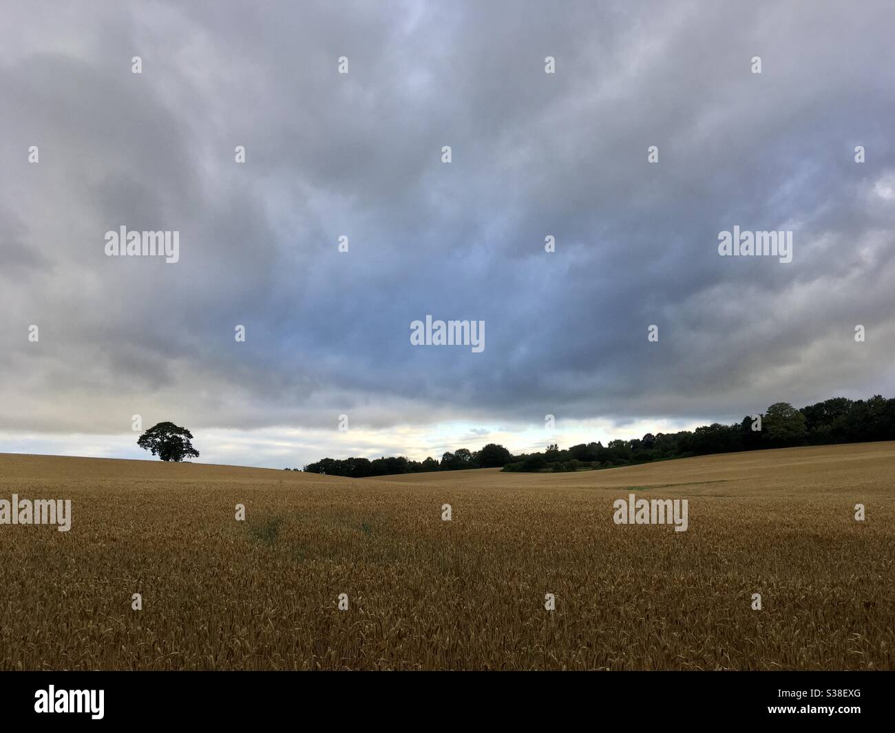 Maturare campi di grano, pronti per la vendemmia, sotto un suggestivo cielo serale Foto Stock