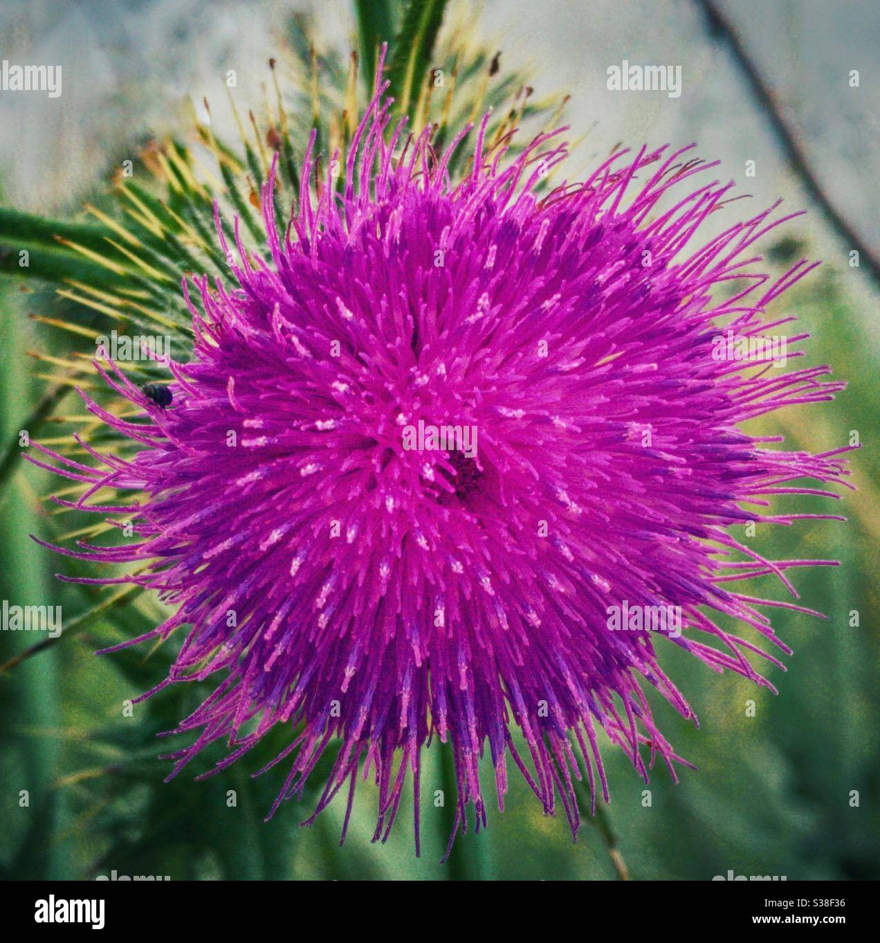Wild Scottish Thistle. Foto Stock