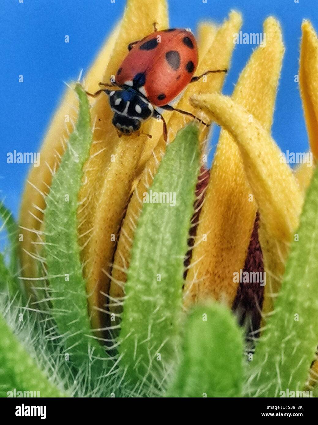 11 spot ladybird sulla testa di fiore giallo - Immagine stock catturata con smartphone
