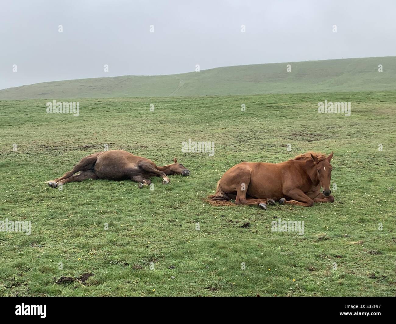 Cavalli di riposo in un prato Misty Foto Stock