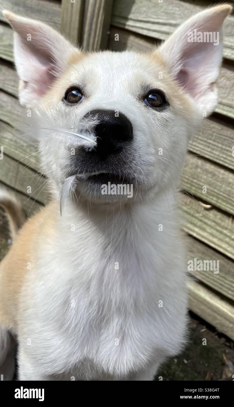 Alaskan pastore Husky croce cucciolo cercando di sembrare innocente con le piume cadute attaccate alla sua faccia Foto Stock