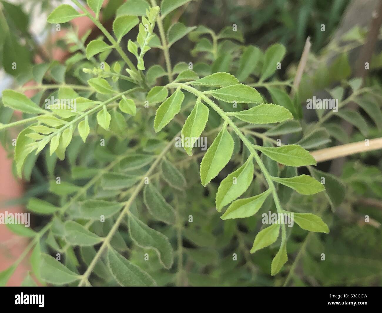 Foglie di curry Foto Stock