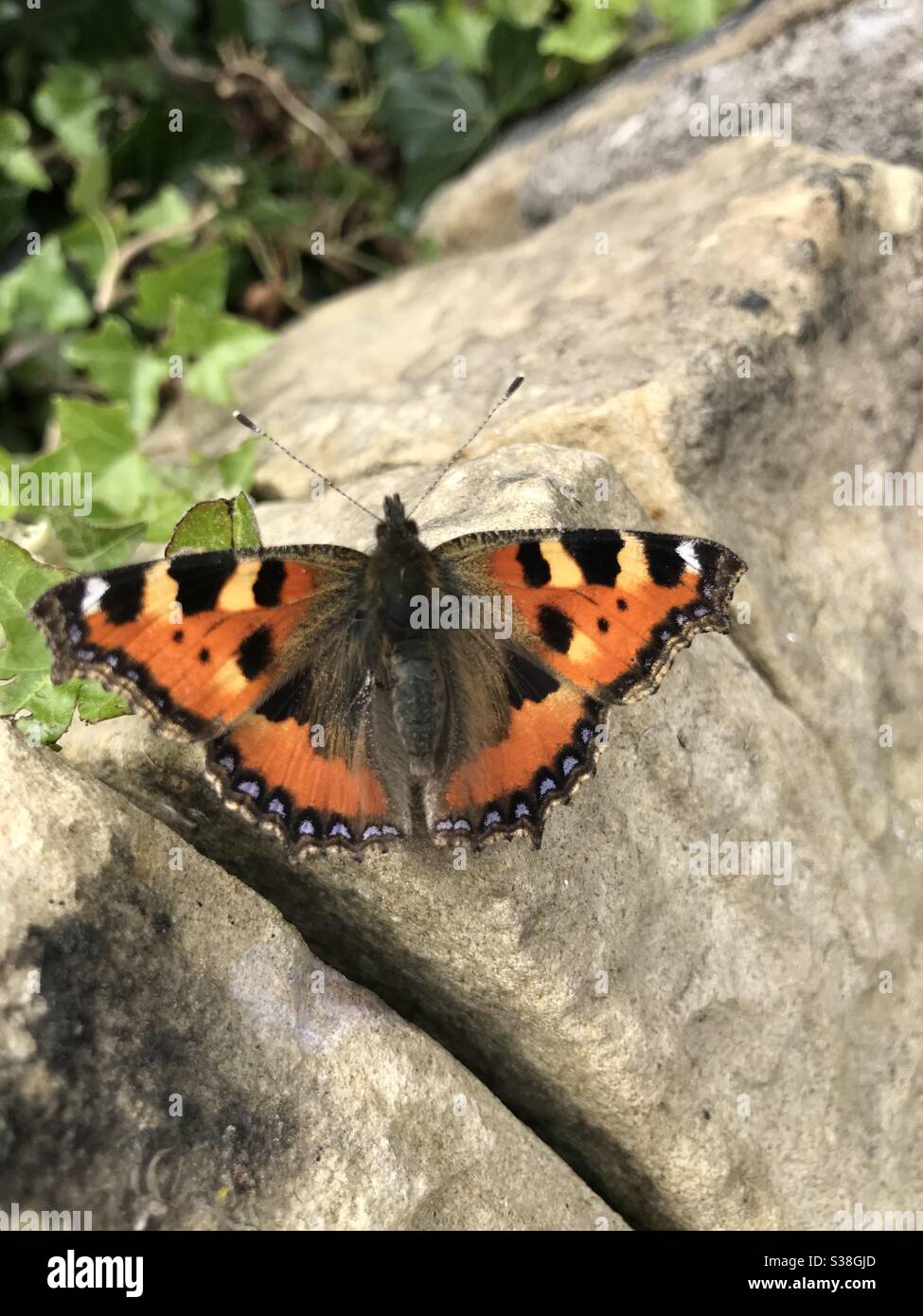 Piccola farfalla di tartaruga su un muro di pietra - Immagine stock catturata con smartphone