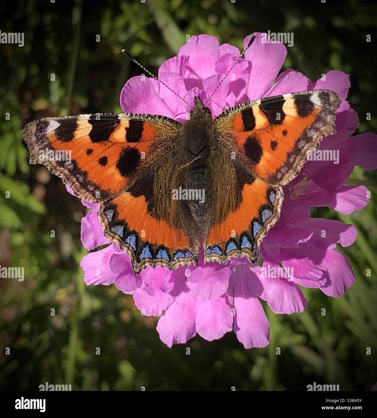 Piccola farfalla di tartaruga su fiore scabio rosa Foto Stock