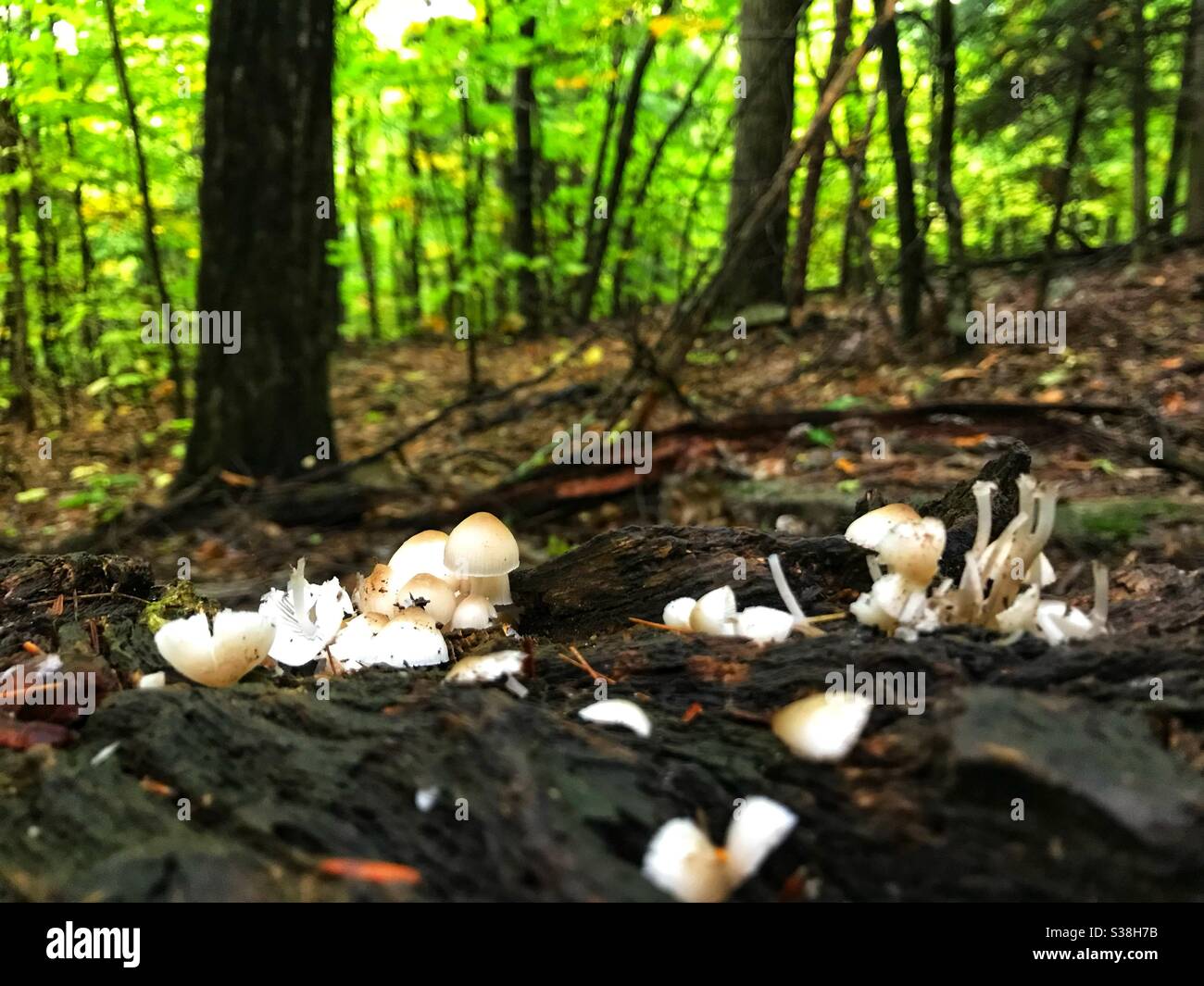 Primo piano di funghi nella White Mountains National Forest nel New Hampshire. Foto Stock