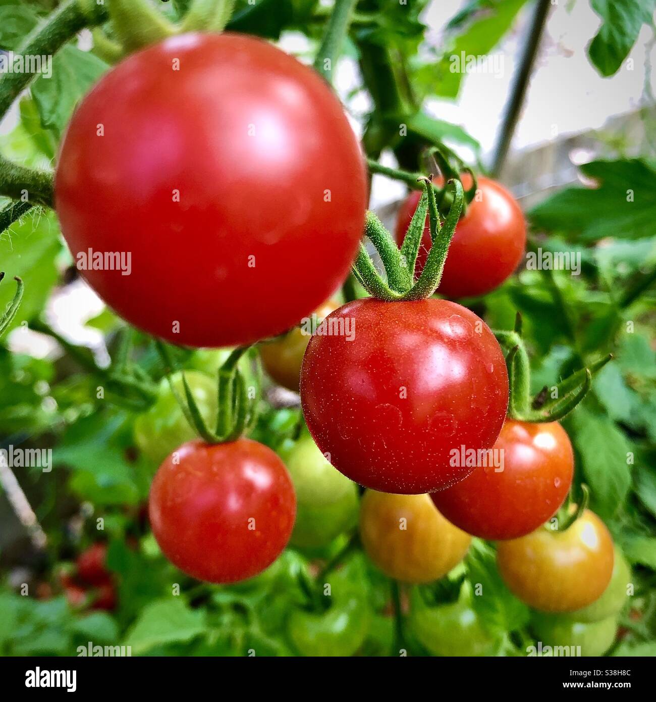 Pomodori ciliegini rossi maturi pronti per la raccolta dalla vite. - Immagine stock catturata con smartphone