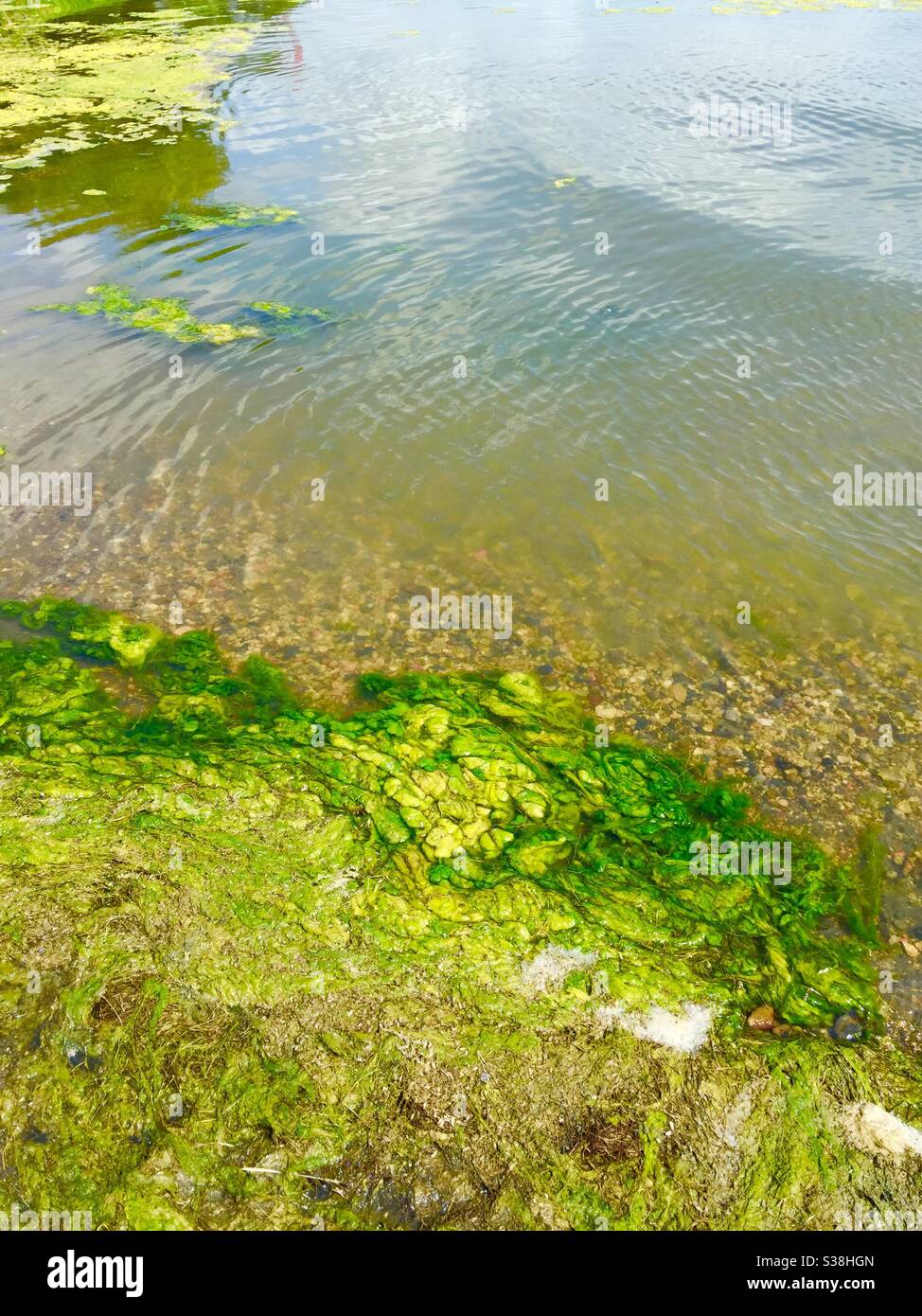 Alghe blu-verdi, lago Eagle, Alberta, Canada, lago slough, riva del lago, acqua, verde, blu Foto Stock