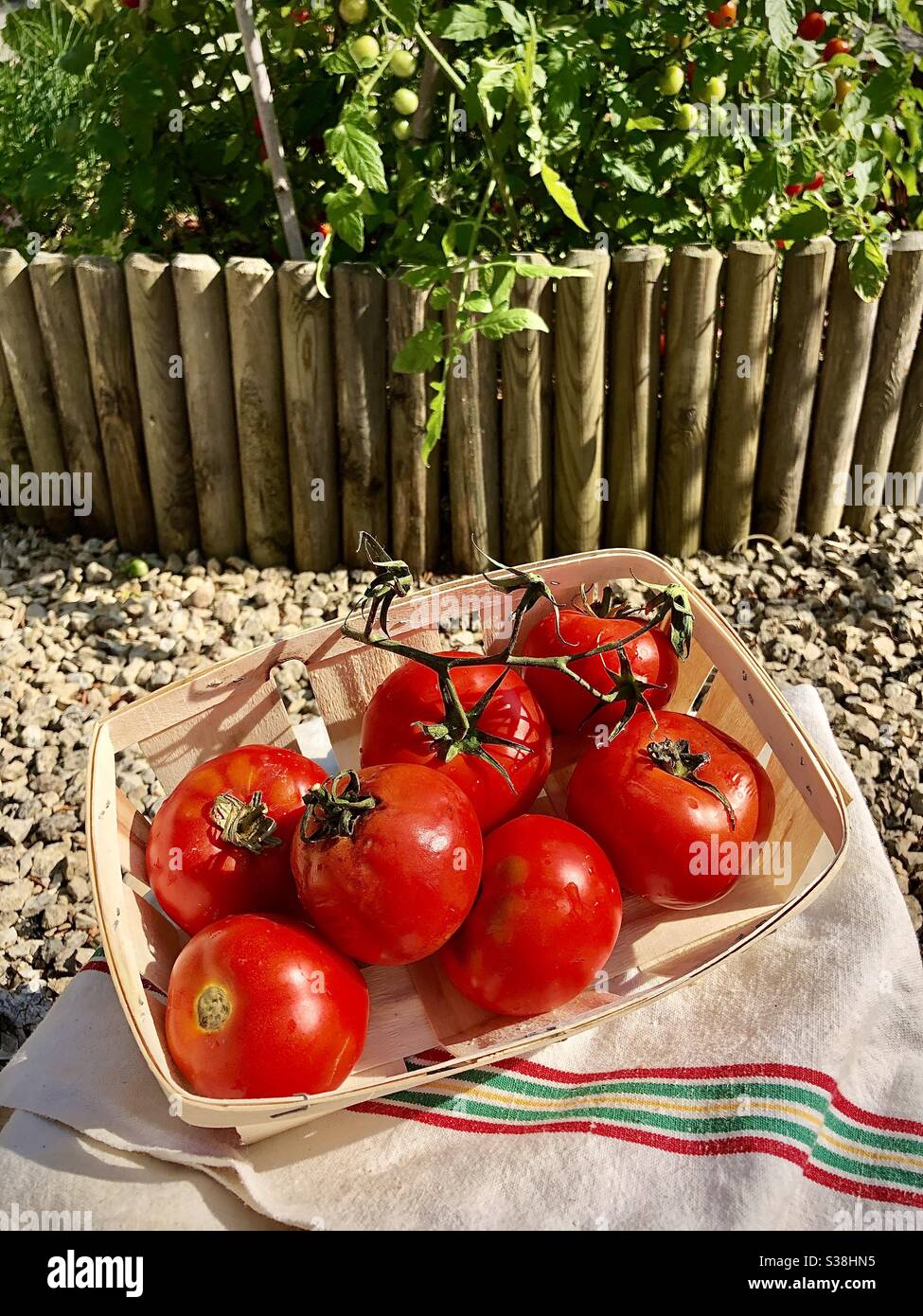 Pomodori rossi appena raccolti coltivati in giardino. Foto Stock