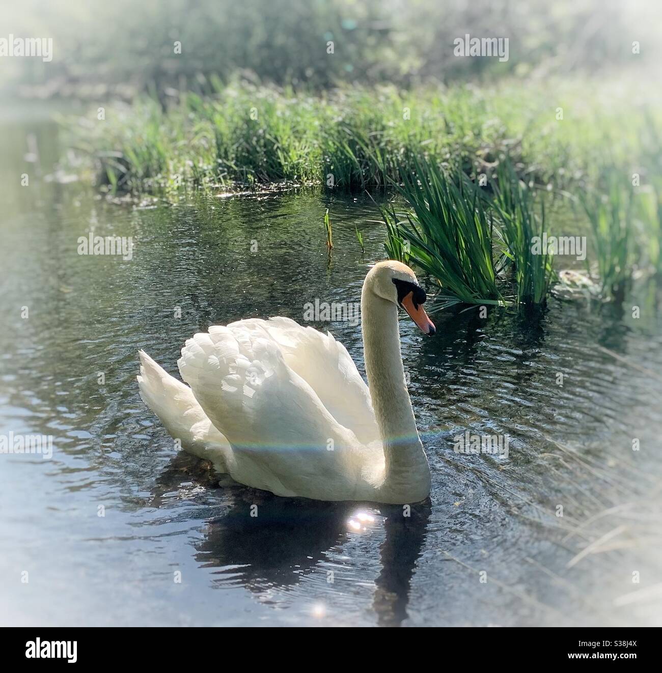 Un cigno con le sue ali sollevate, nuotando su un lago tranquillo. La foto ha una qualità da sogno e la luce sull'acqua sta creando un arcobaleno attraverso il corpo del Cigno Foto Stock