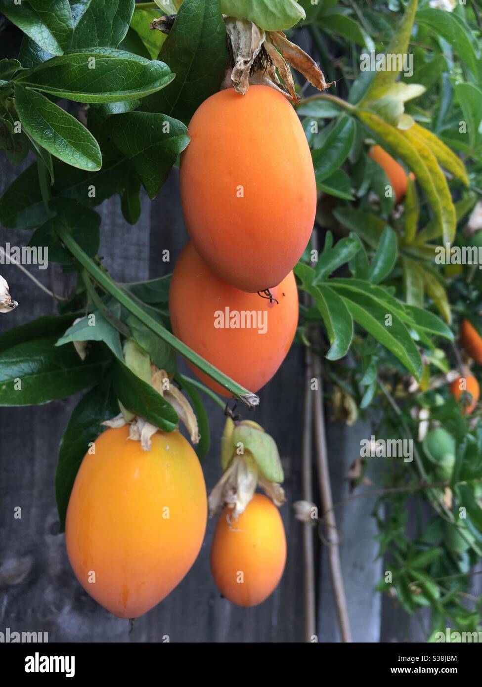 Frutto della passione arancione maturo appeso alla pianta Foto Stock