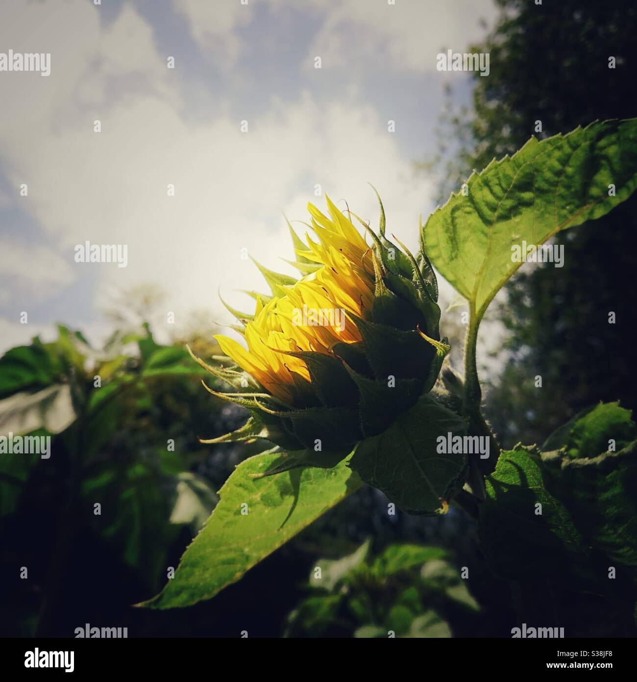 Una fotografia di un girasole che comincia ad emergere sotto il sole. Foto Stock