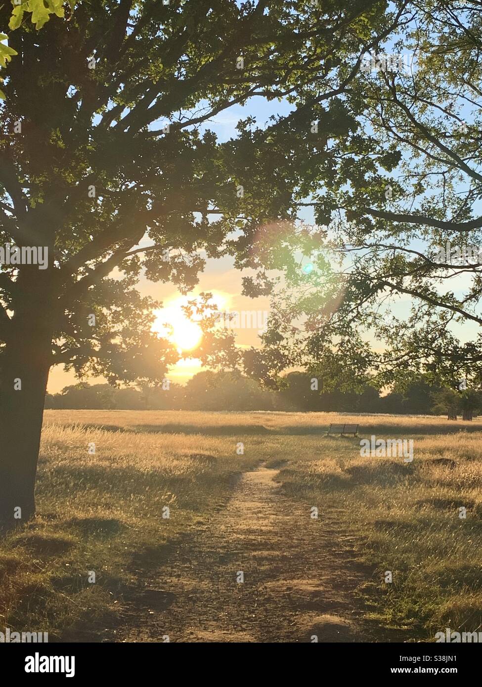 Tramonto attraverso la struttura ad albero Foto Stock