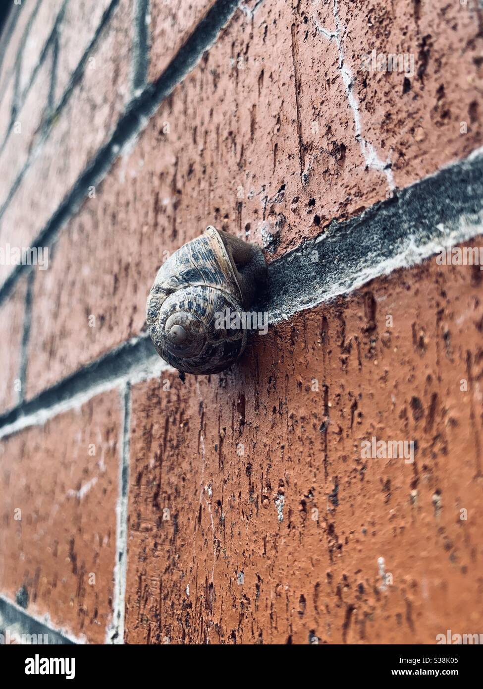 Lumaca su un muro di mattoni Foto Stock