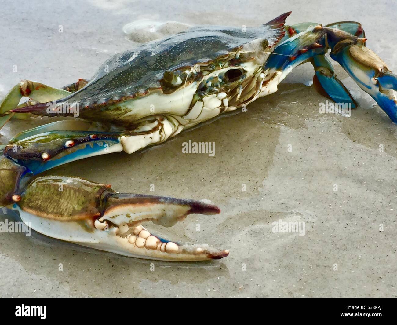 Granchio blu (Callinectes sapidus) sulla spiaggia di Jacksonville Beach, Florida. (STATI UNITI) - Immagine stock catturata con smartphone
