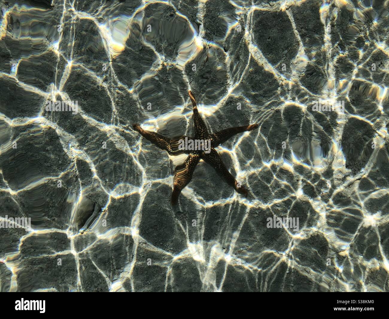 Stelle marine in acque poco profonde. Great Barrier Reef, Queensland, Australia Foto Stock