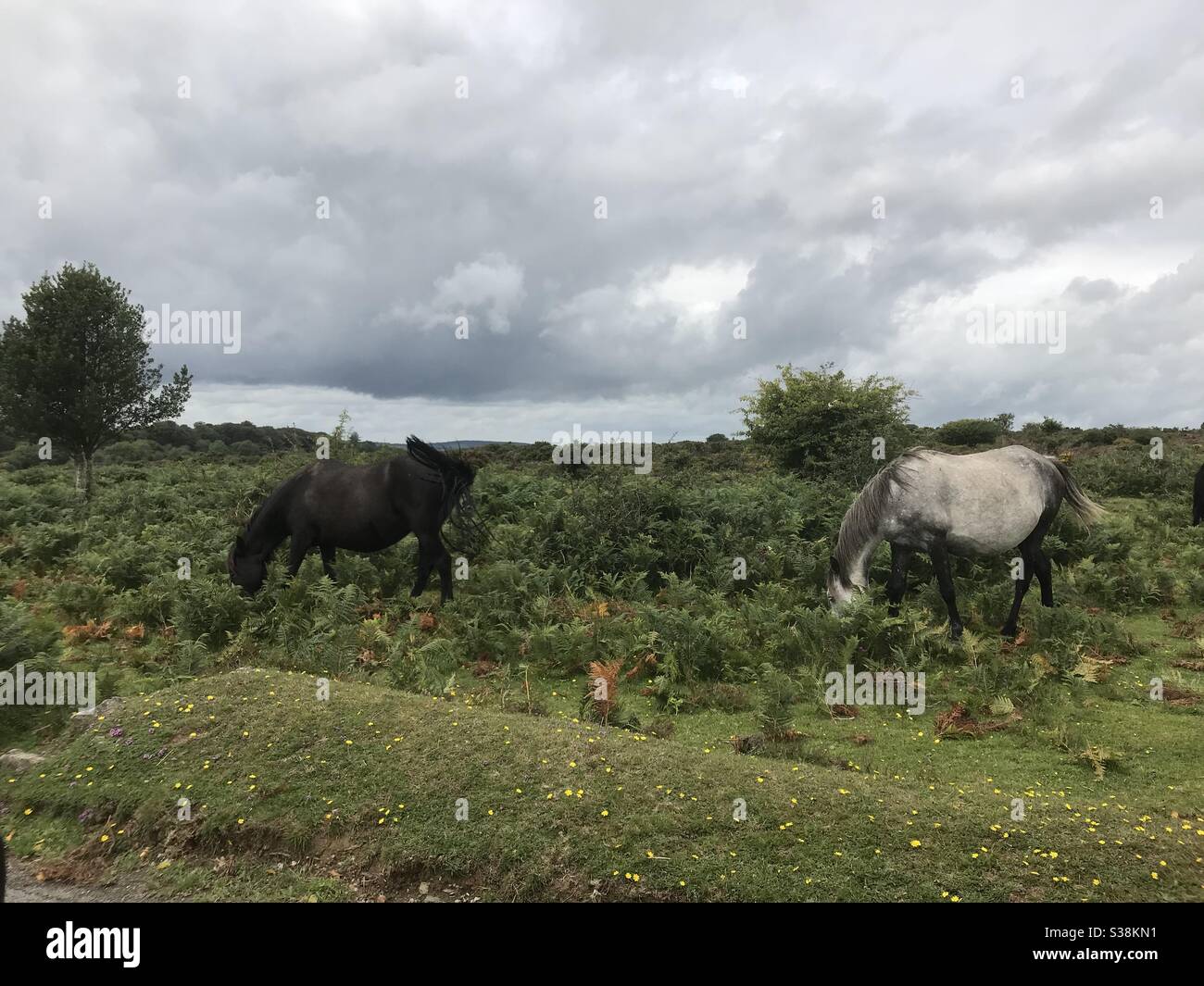 Pony di Dartmoor, Devon Foto Stock