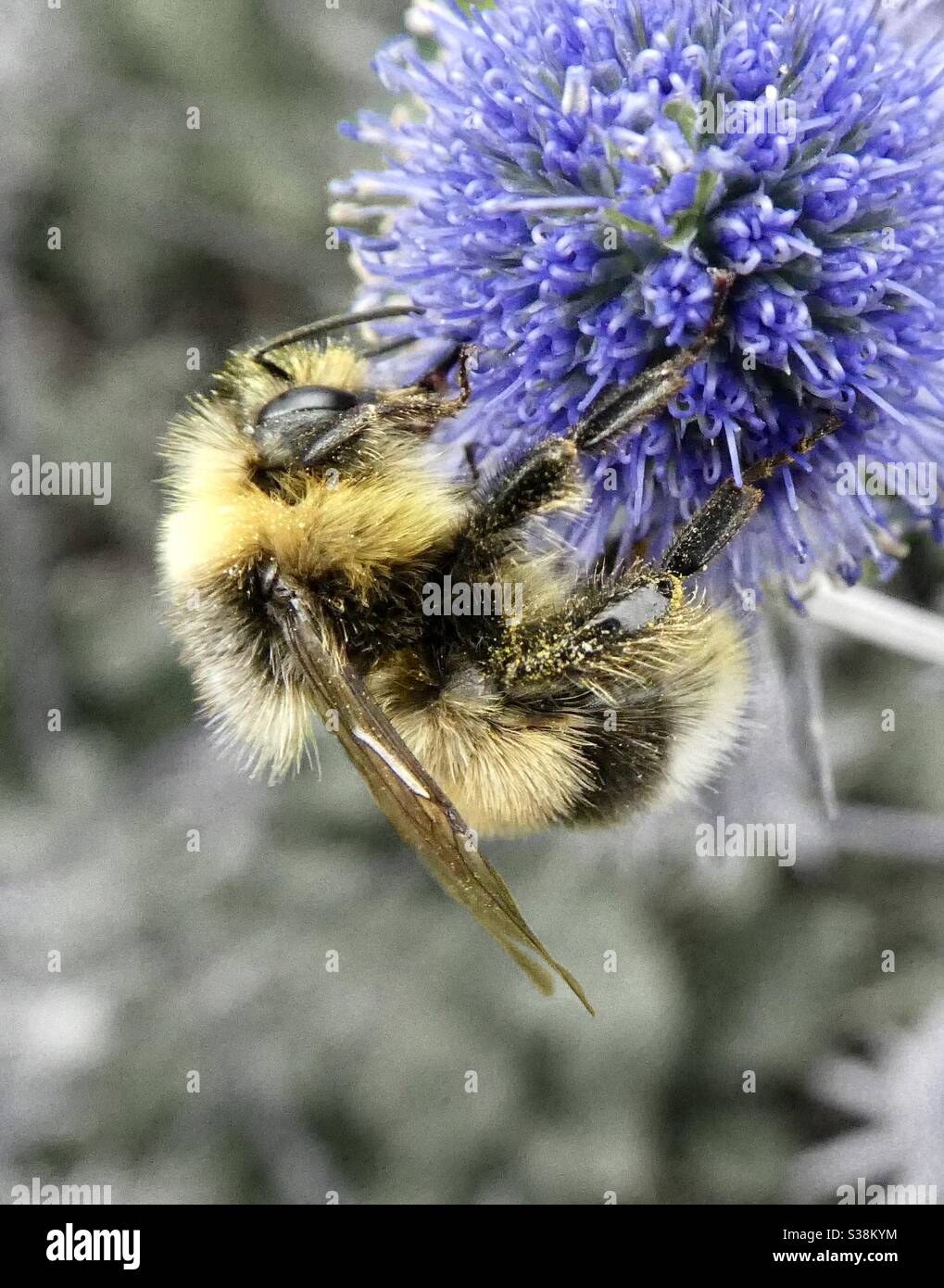 Un bumblebee su un fiore viola rotondo profumato Foto Stock