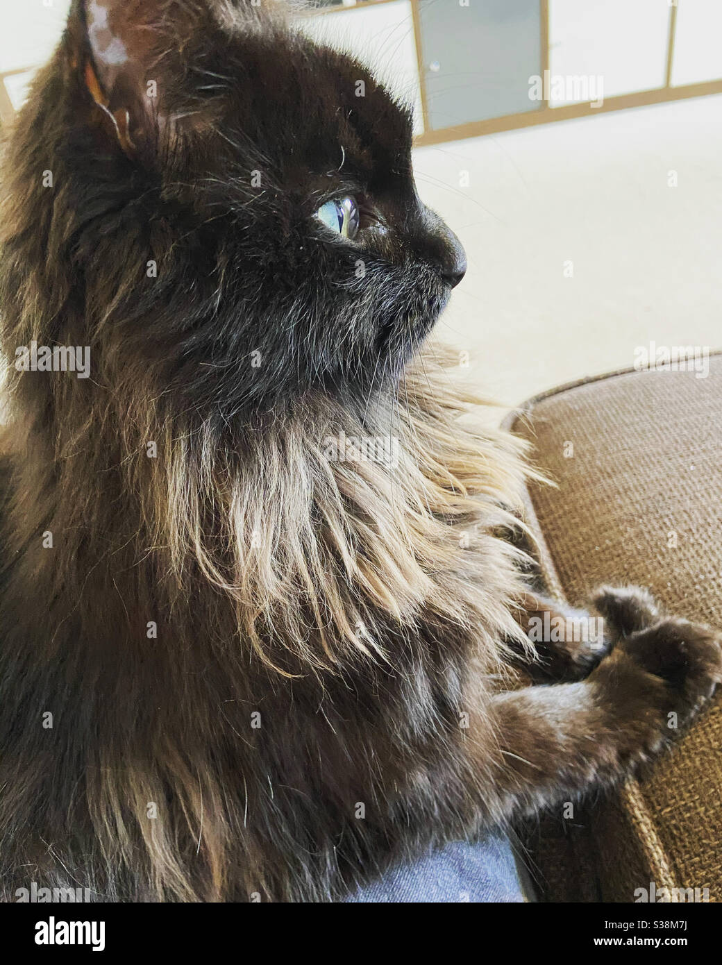 Gatto nero che sta fissando al lato seduto sul grembo di qualcuno sul divano Foto Stock