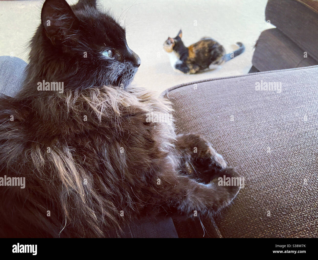 Gatto nero sul giro con gatto tortie in attesa del suo turno Foto Stock